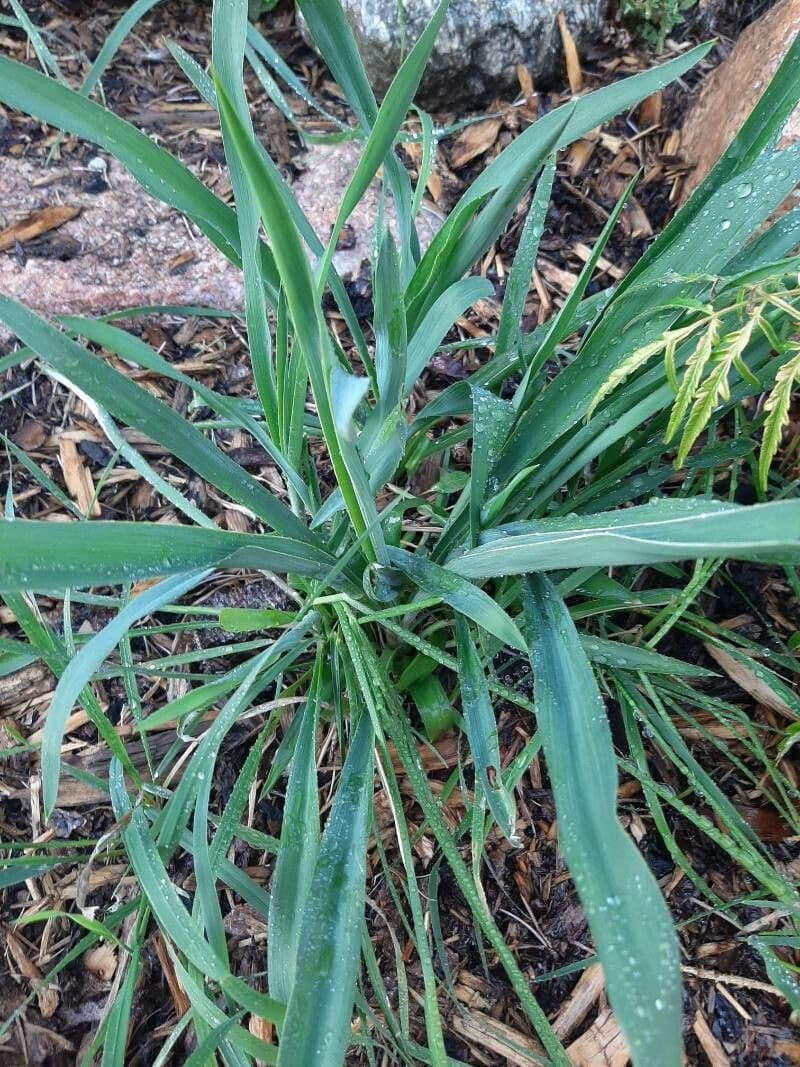 Yuca flaccida 14