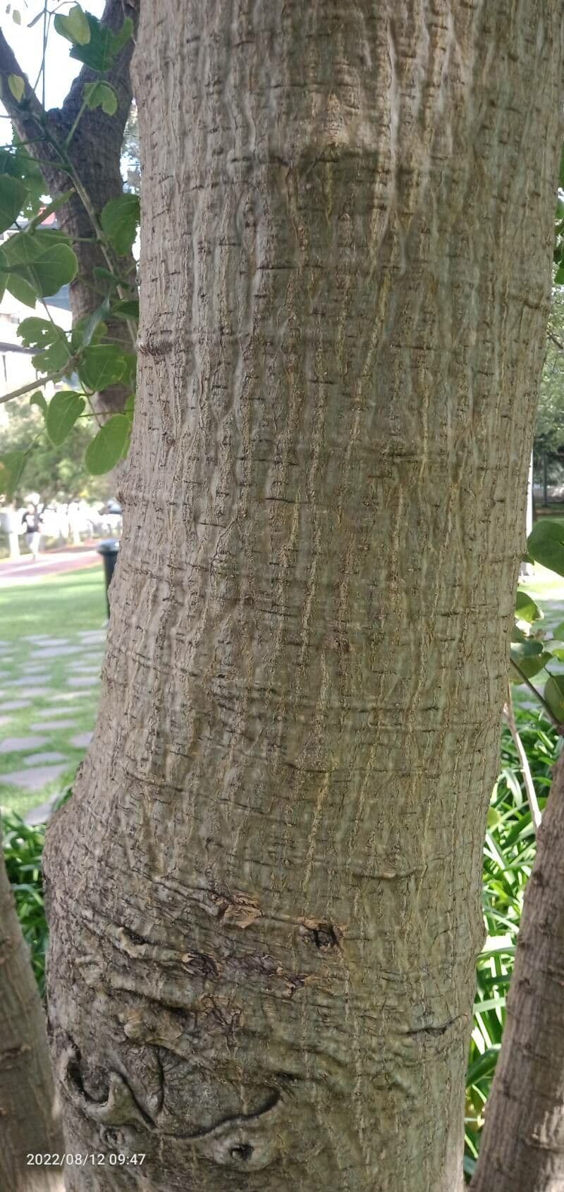 Eritrina variegata 17