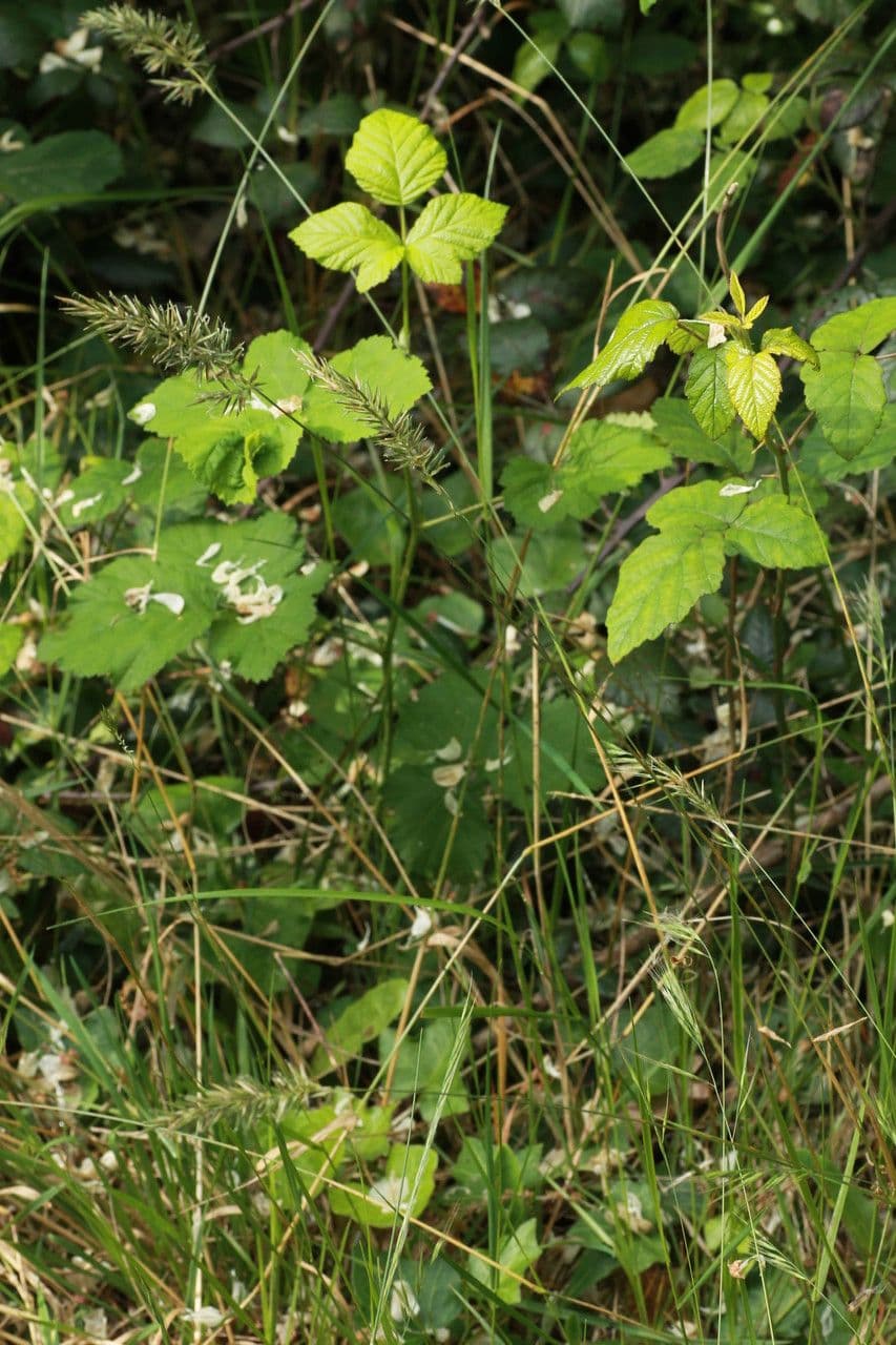 Paleo odoroso 13