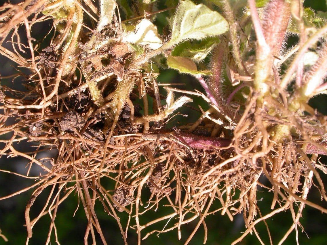 Blephilia ciliata 18