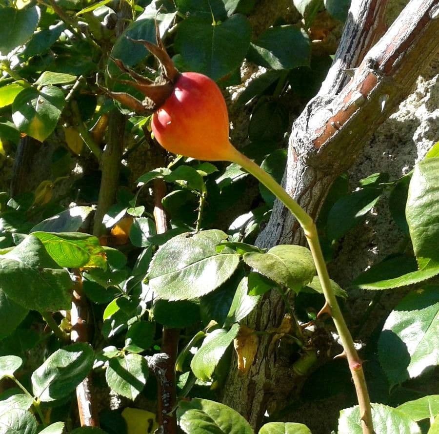 Rosa 2