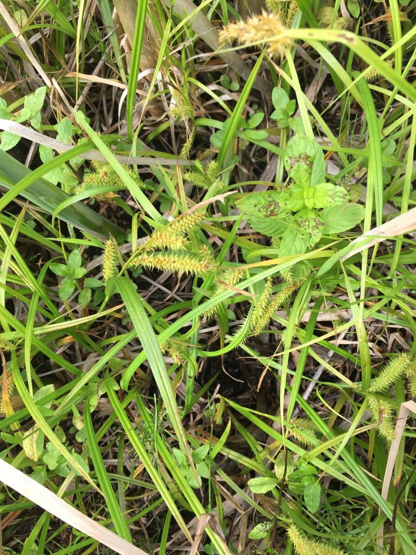 Carice utriculata 7