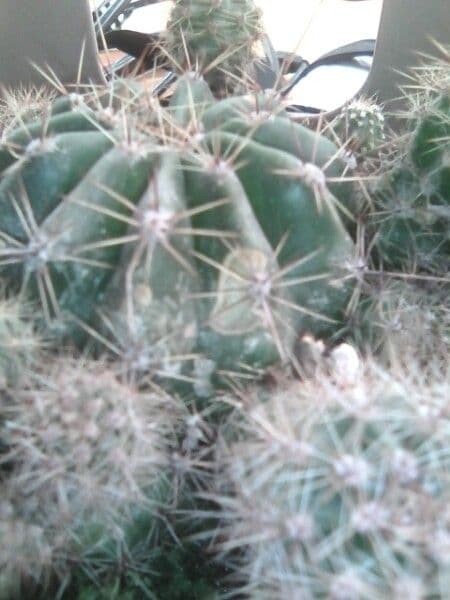 Echinocereus coccineus 22