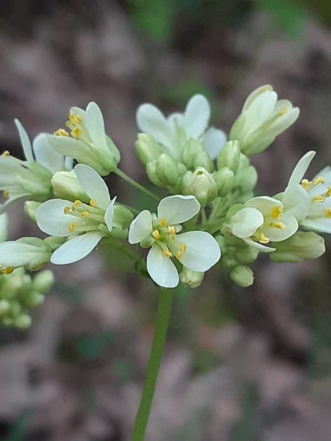 Biscutella 2
