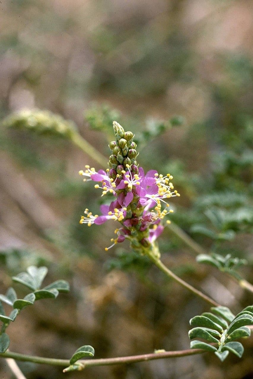 Dalea lanata