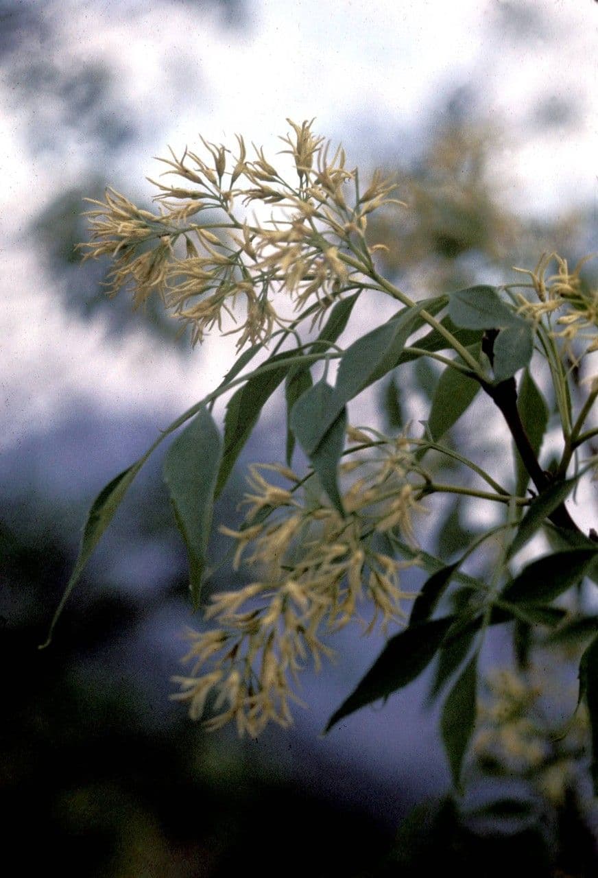 Fraxinus cuspidata 6