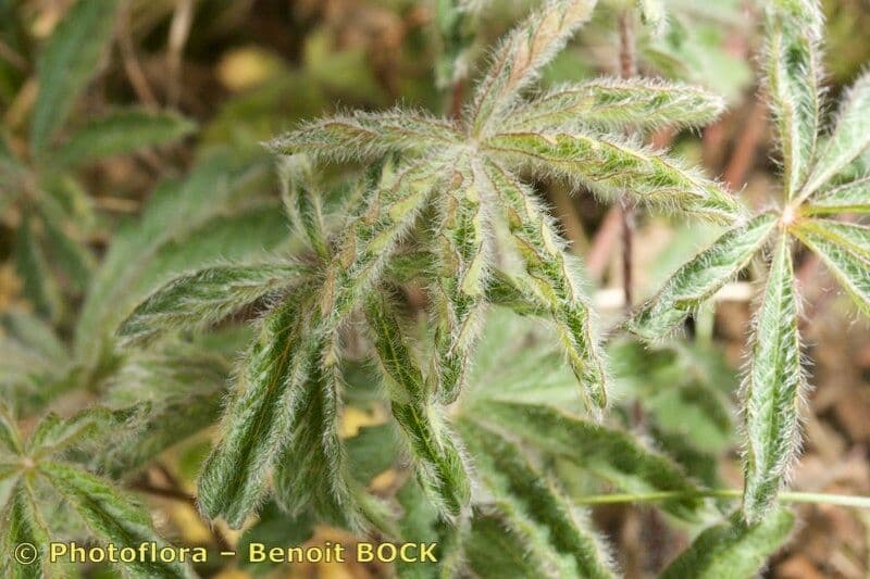 Potentilla eptafilla