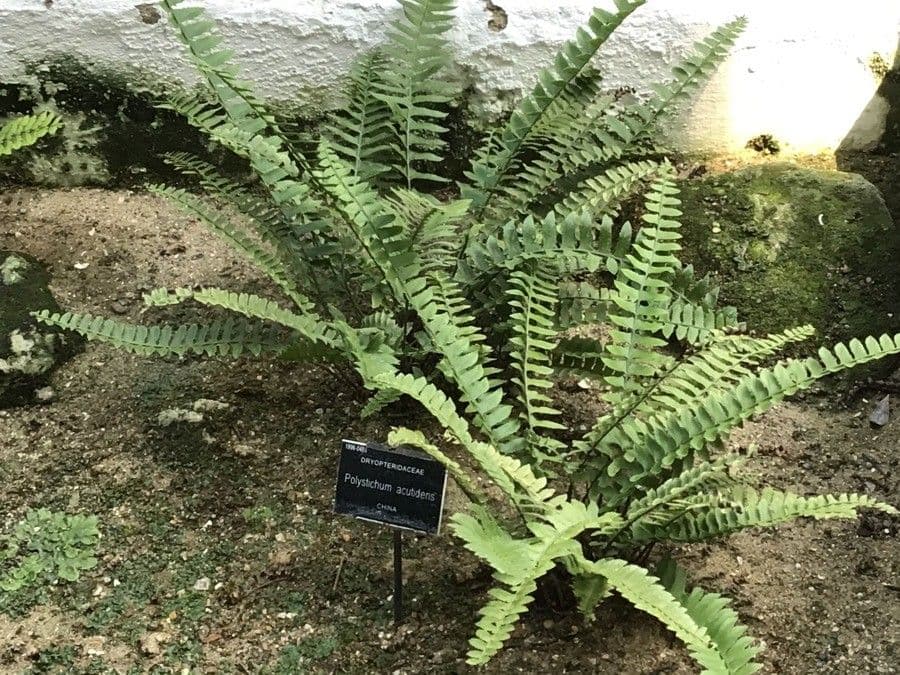 Nefropleum