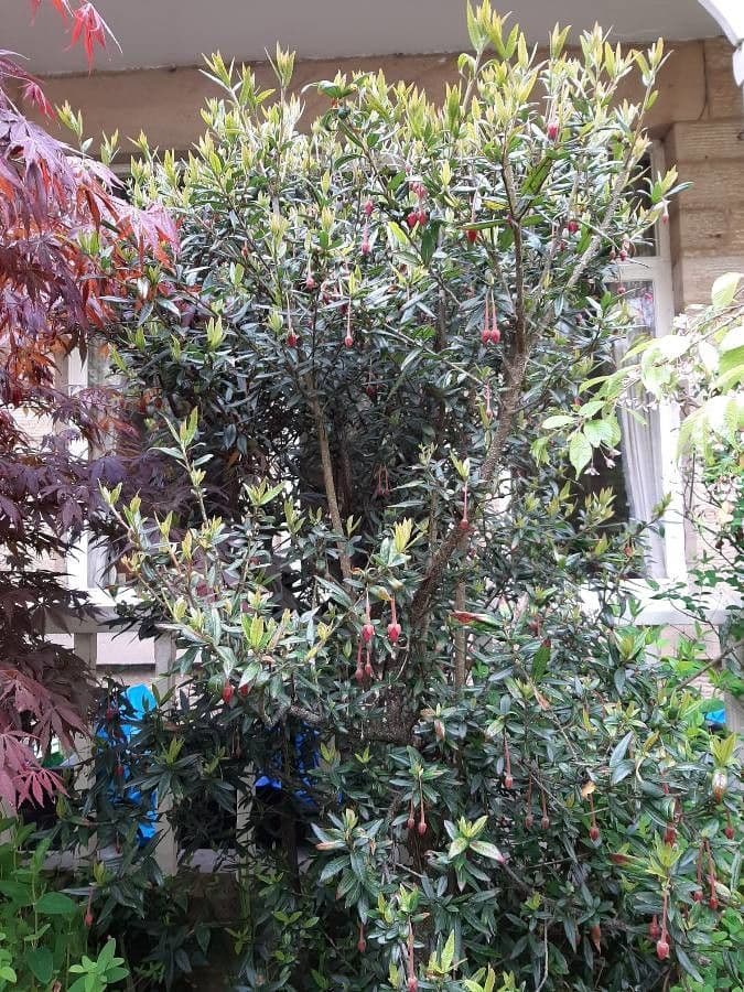 Crinodendron 11