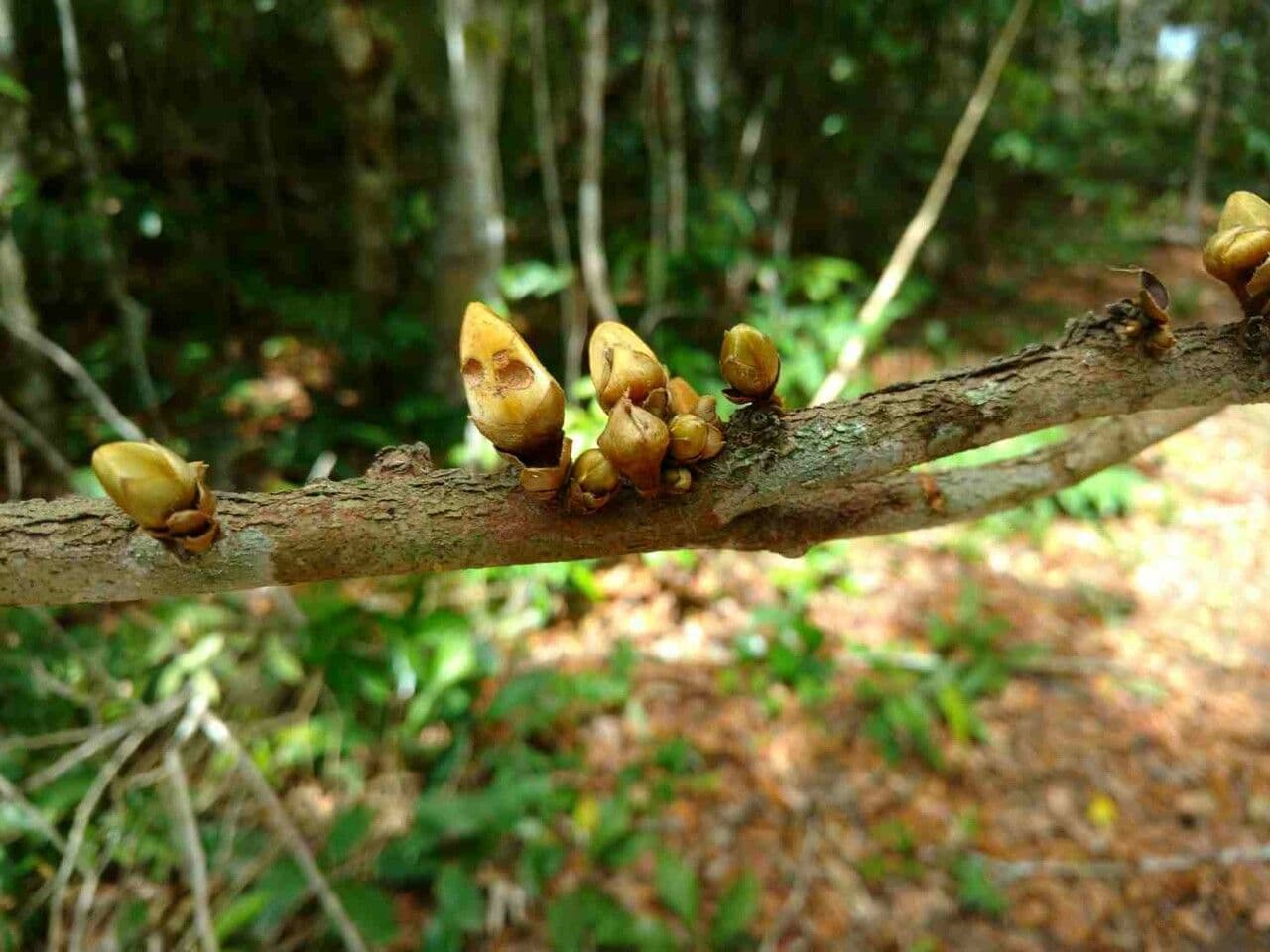 Xylopia