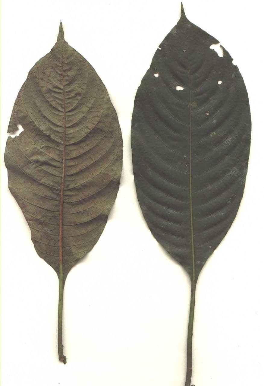 Palicourea 22