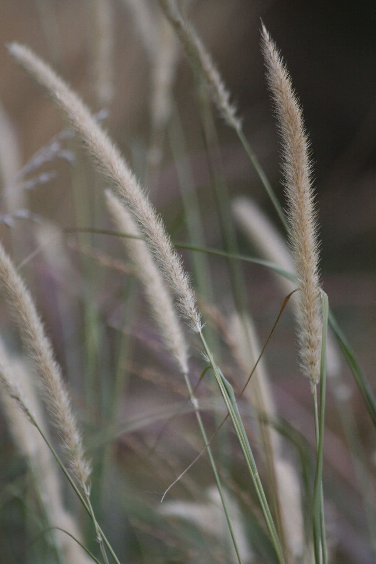 Erba piuma africana 2