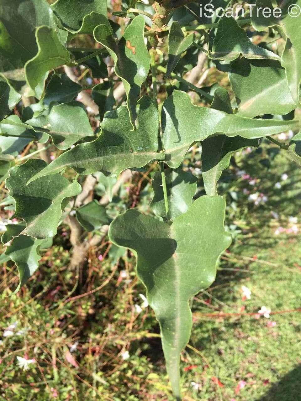 Erythrina 15