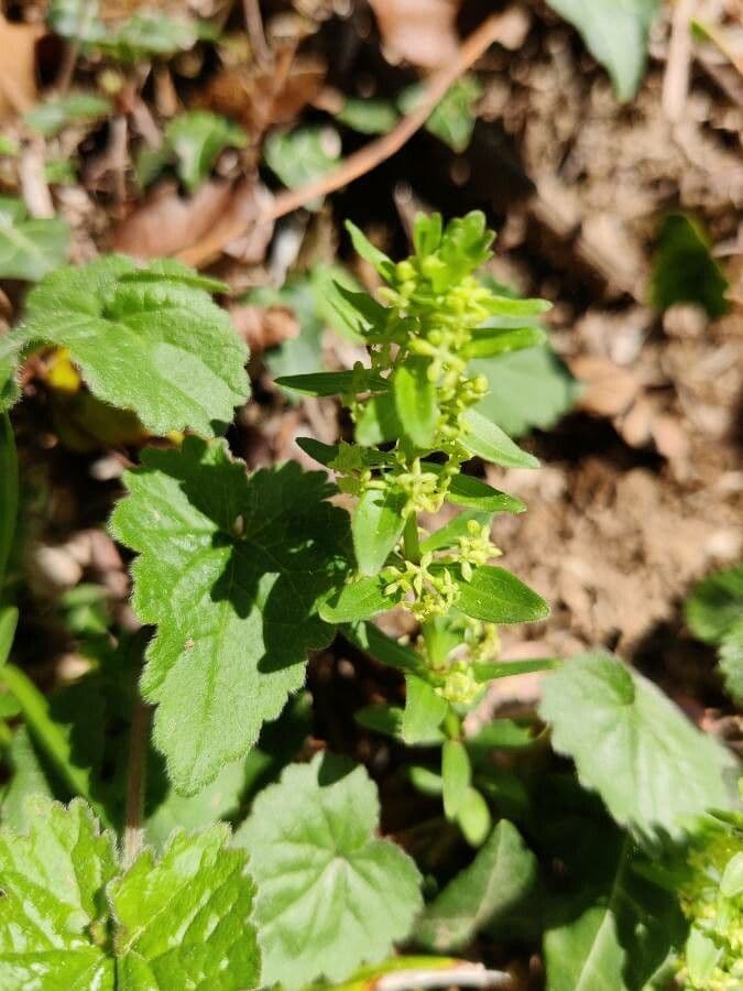 Crocettona glabra 11