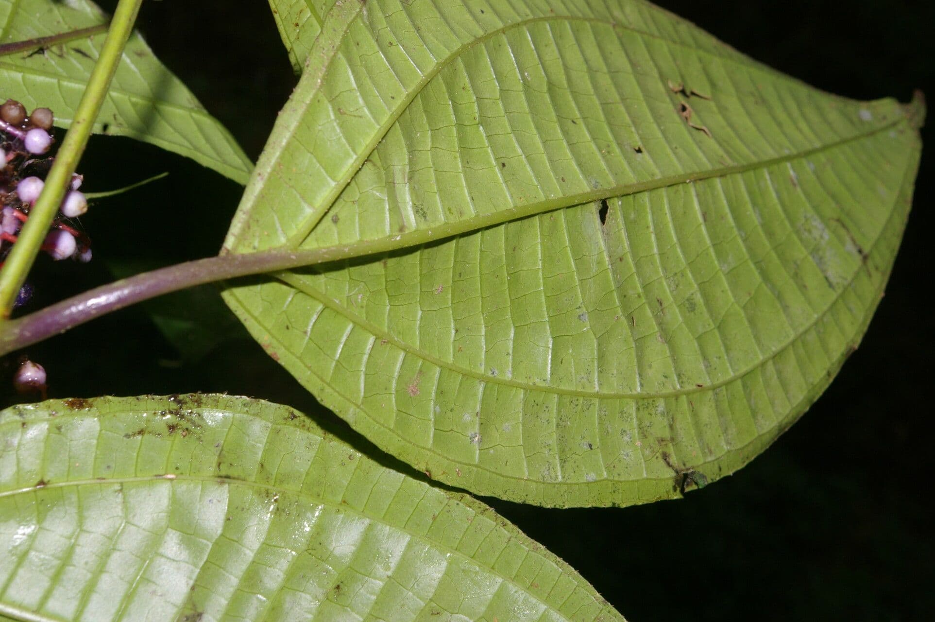 Miconia 12