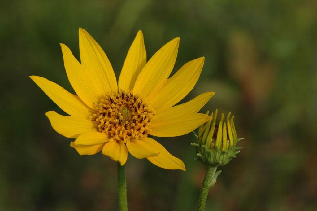 Girasole occidentale