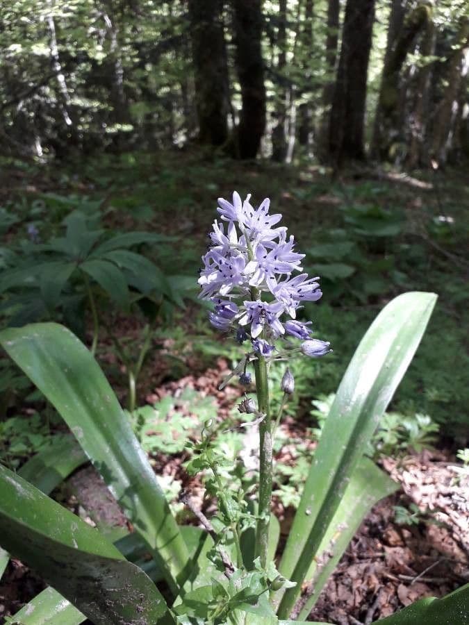 Scilla lilio-hyacinthus 2