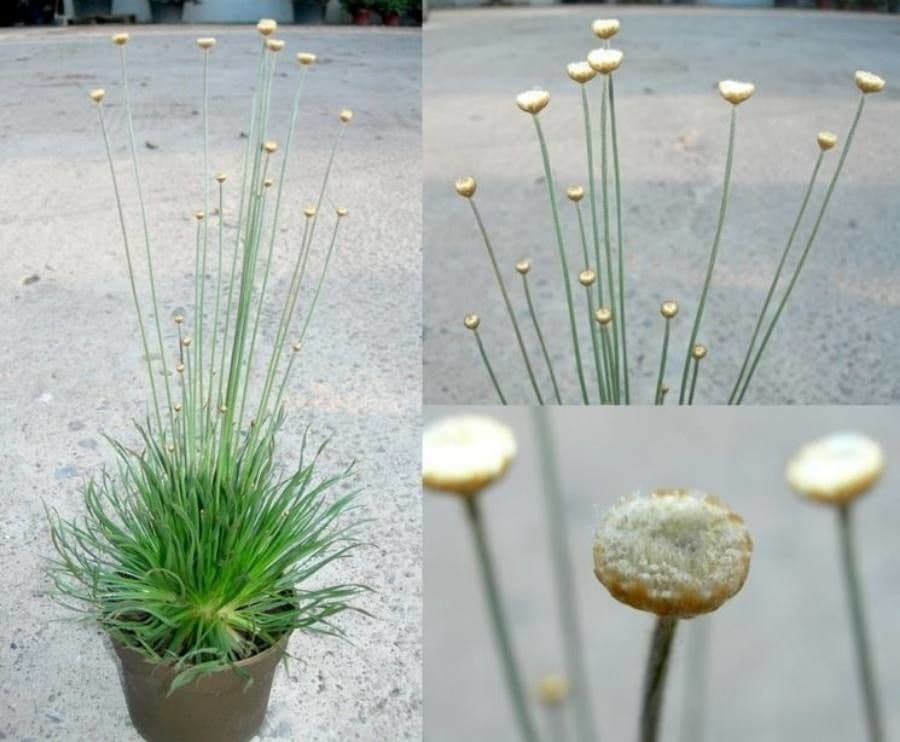 Syngonanthus 7