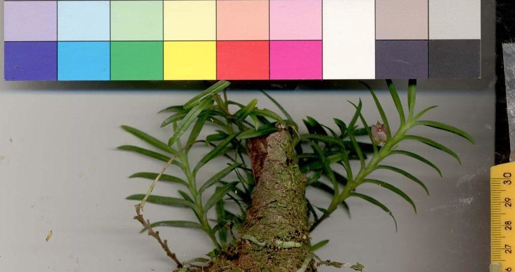 Dichaea 23