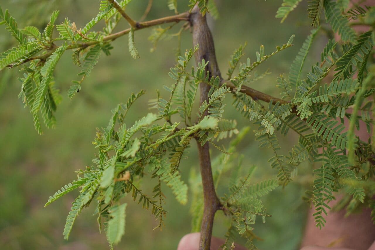 Prosopis affinis 14