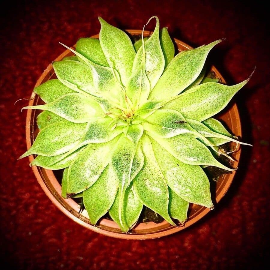 Echeveria 8