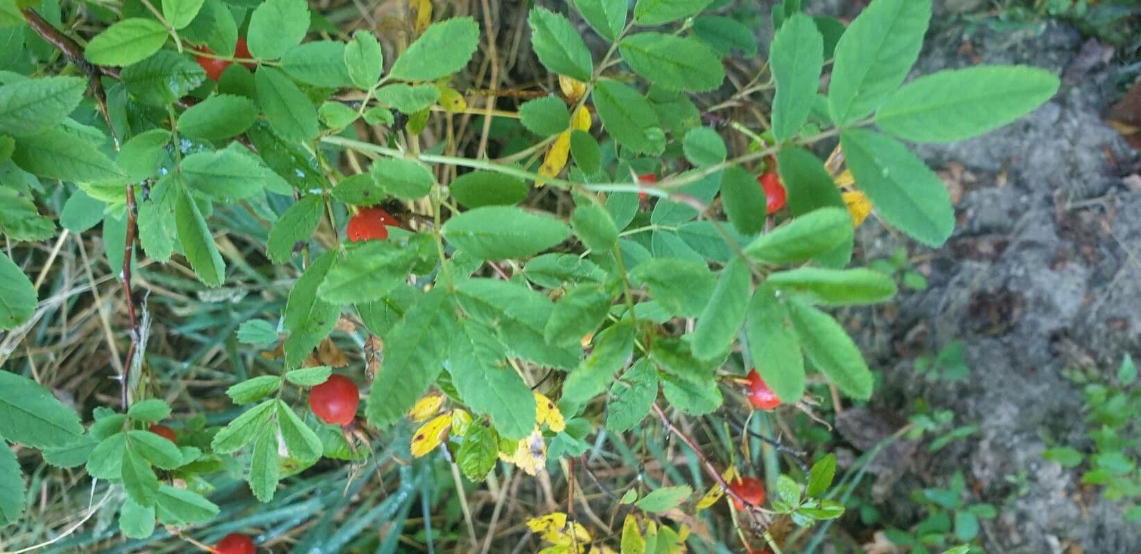 Rosa di maggio 13