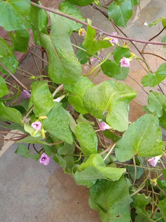 Ipomoea lacunosa 3