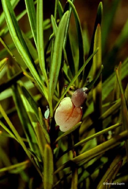 Podocarpus 2