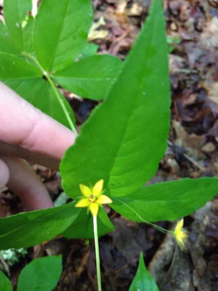 Lysimachia quadriflora 8