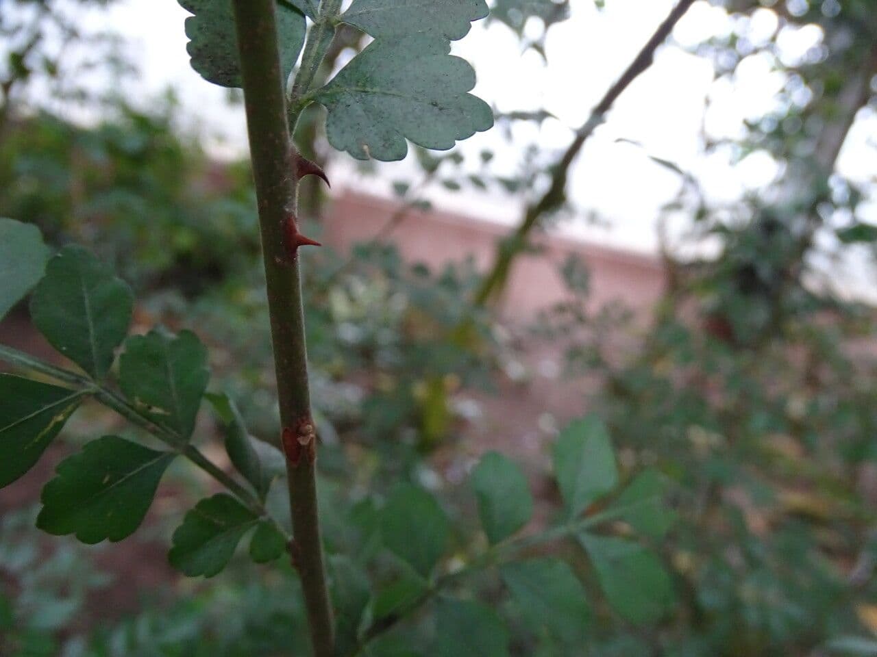 Harrisonia abissina