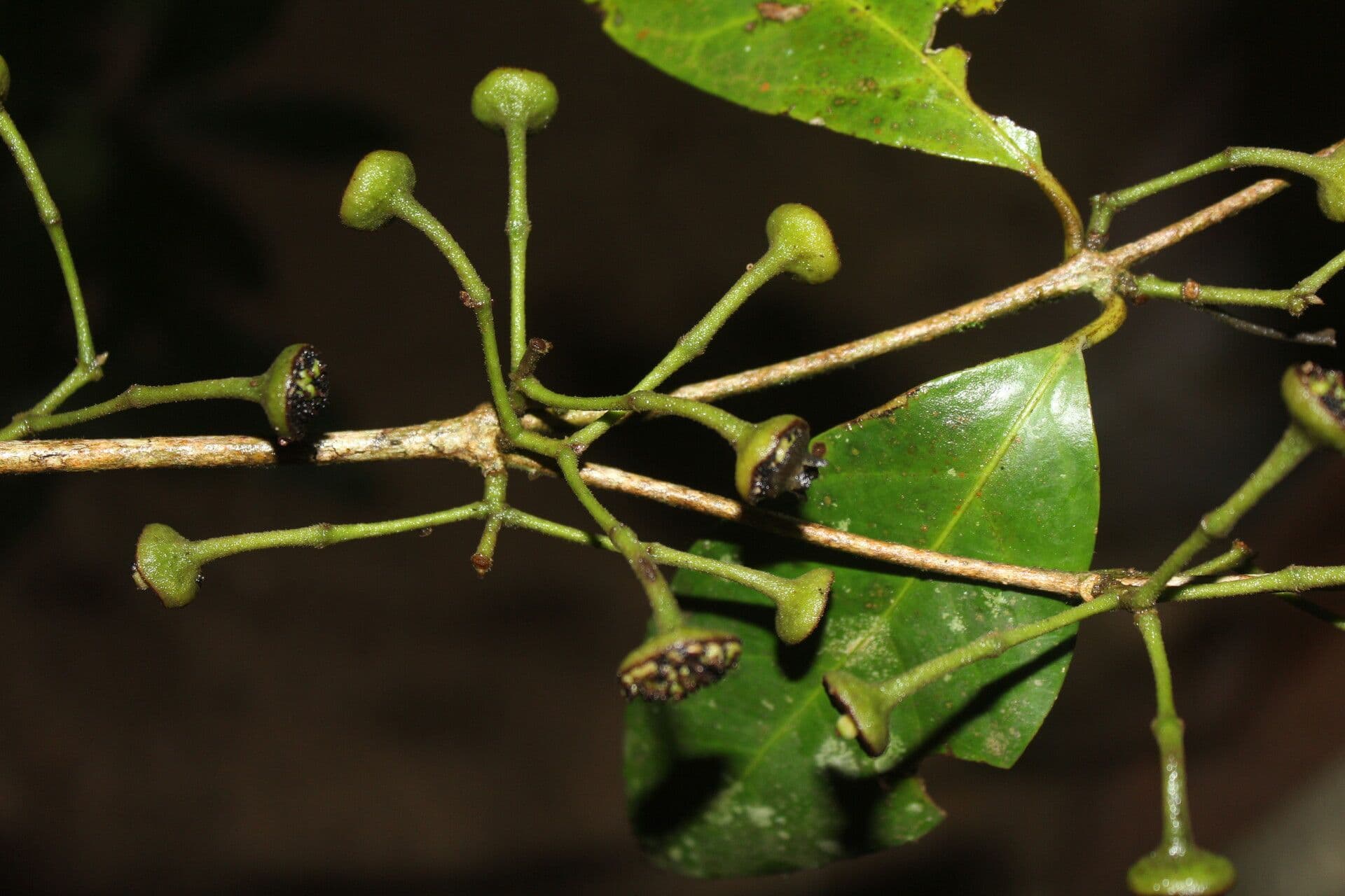 Mollinedia 4