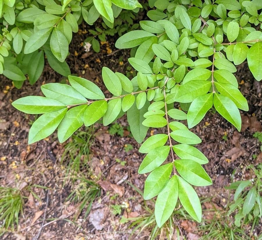 Border privet 7