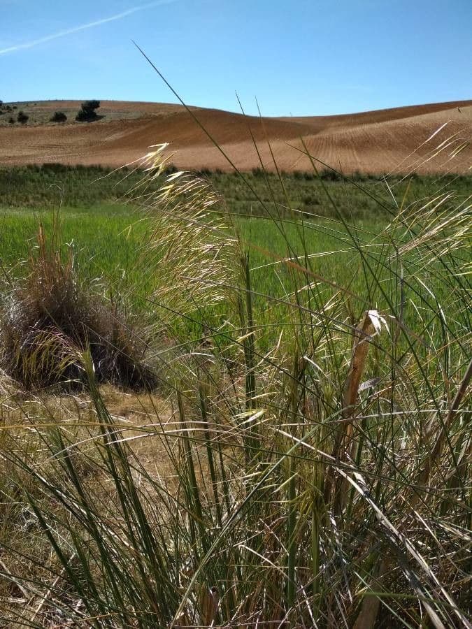 Stipa