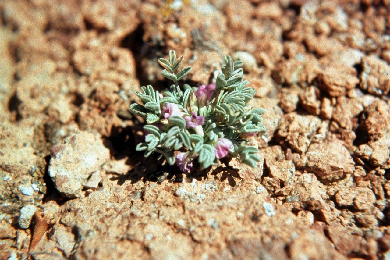 Astragalus 2