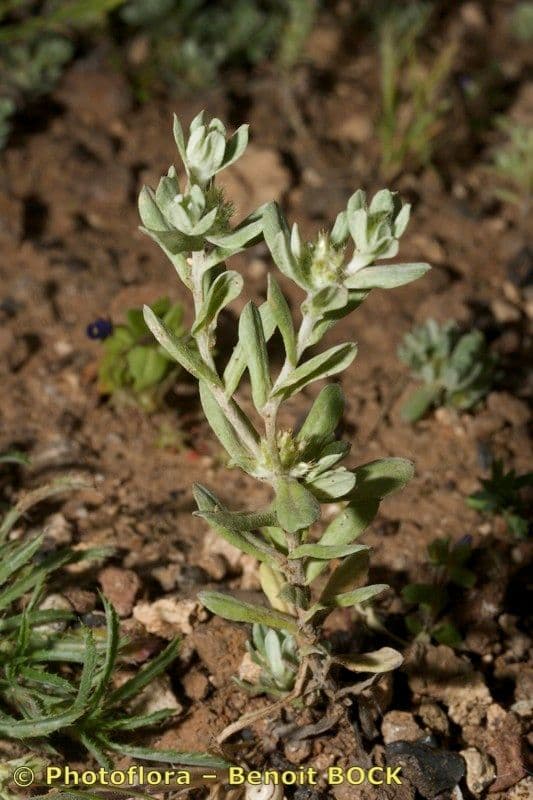 Filago lutea 11