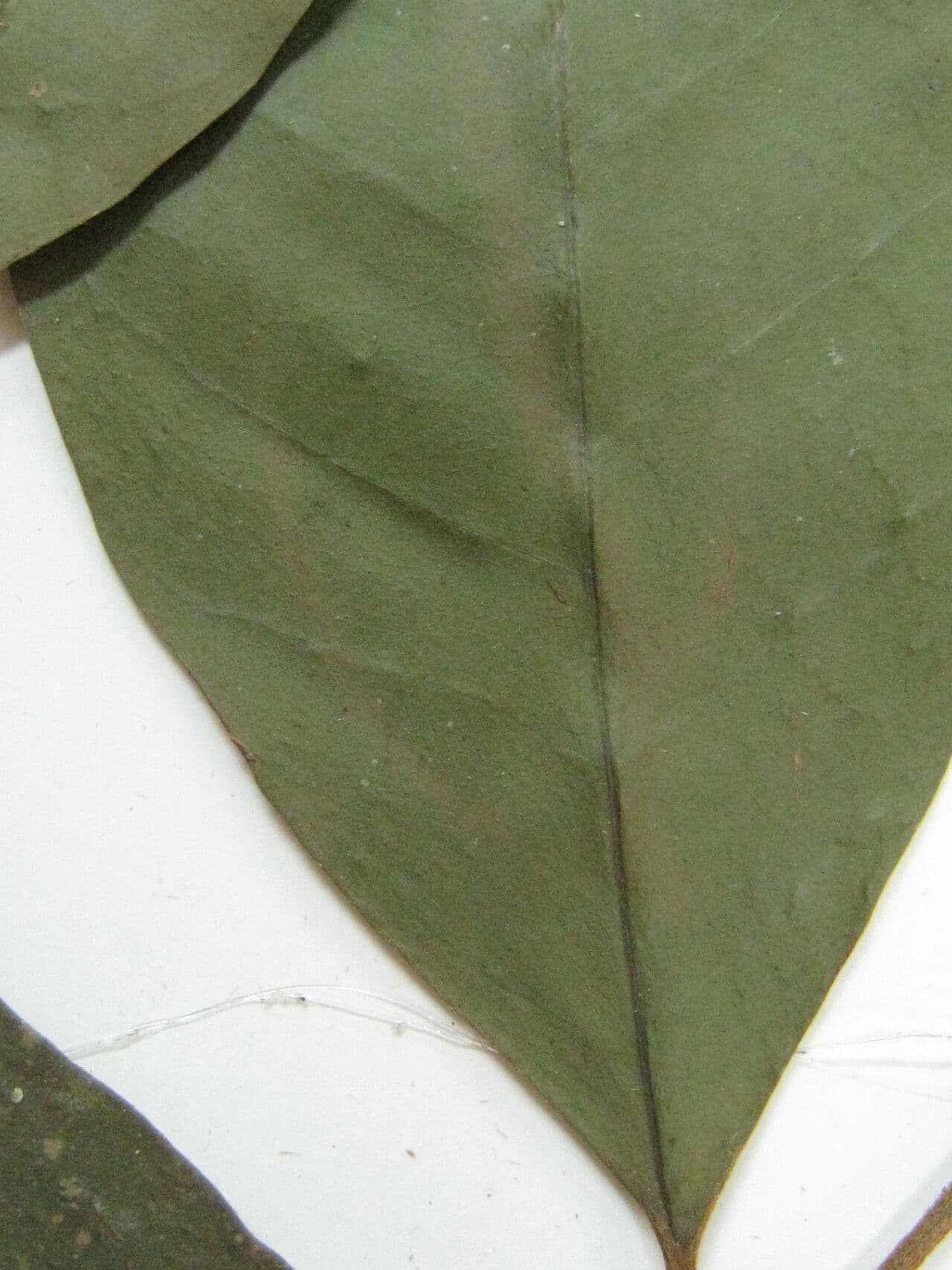Chrysophyllum 11