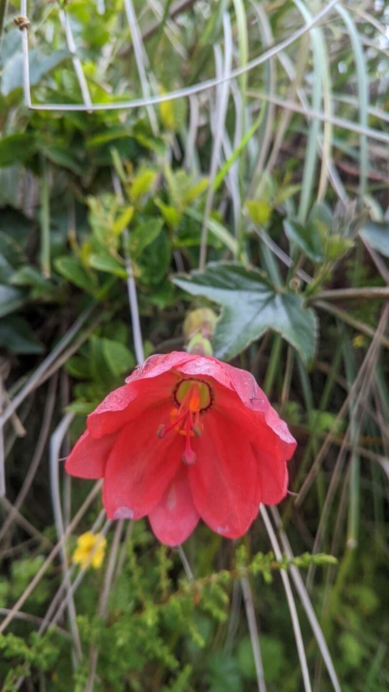 Passiflora mixta