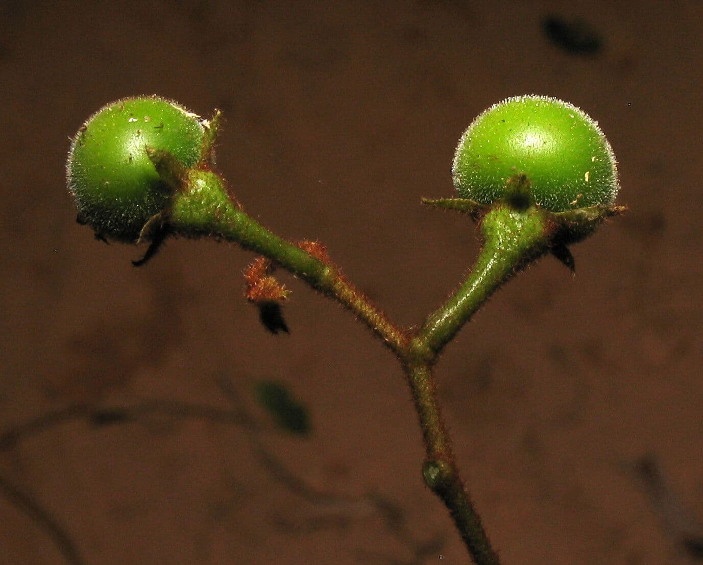 Solano 3