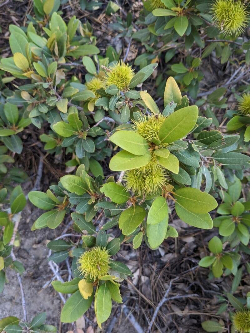 Chrysolepis sempervirens 12
