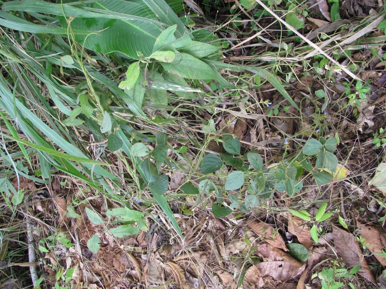 Calopogonium 15