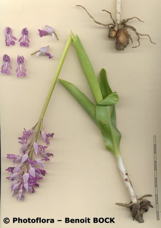 Orchidea militare 22