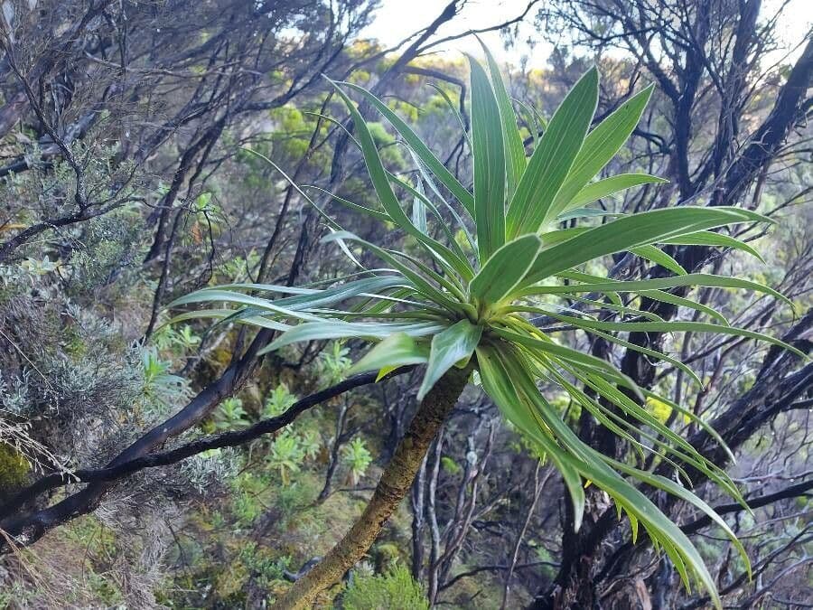Heterochaenia