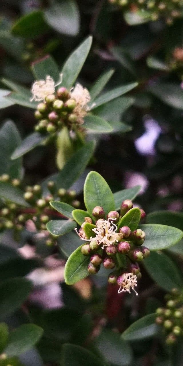 Syzygium buxifolium 3