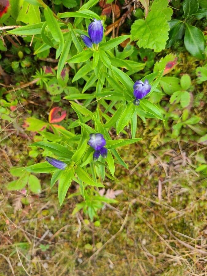 Genziana lineare 15