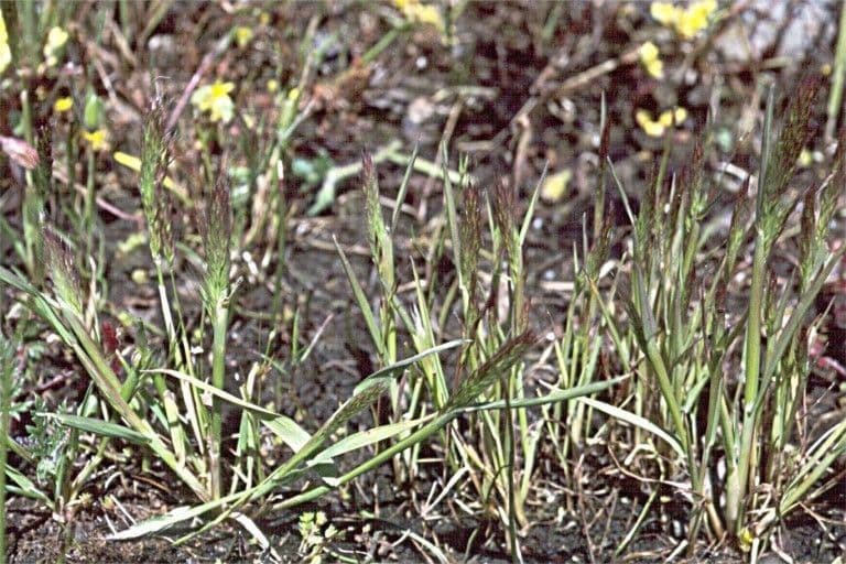 Agrostis microphylla 2