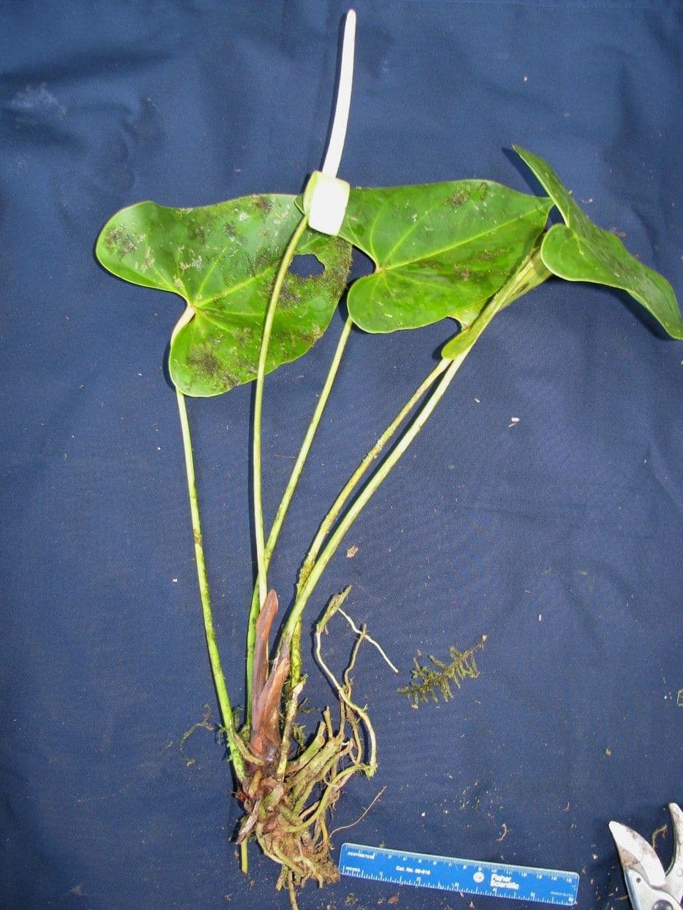 Anthurium 3