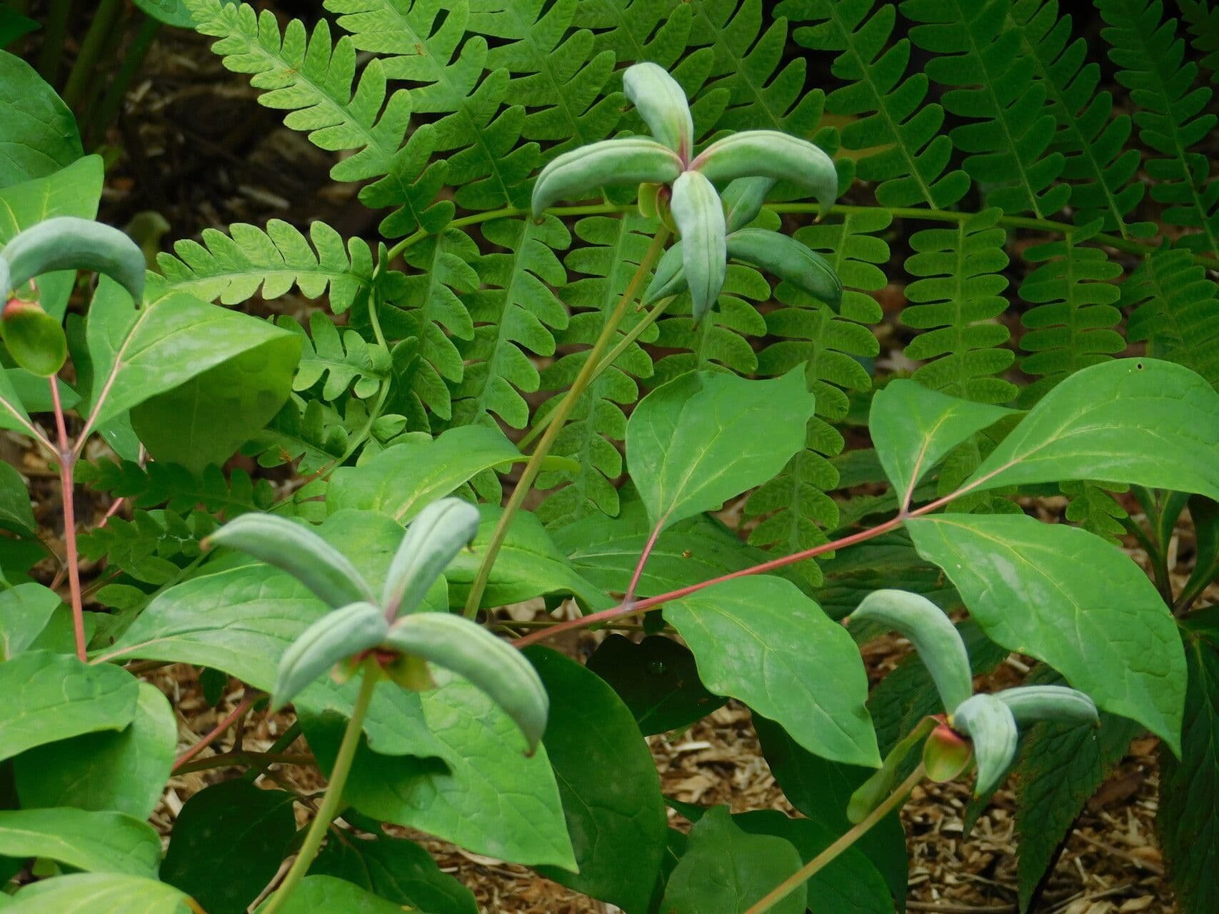 Peonia cinese 4