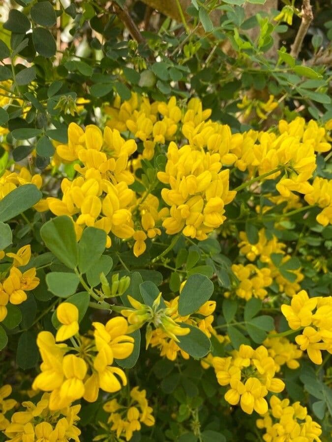 Coronilla coronata 9