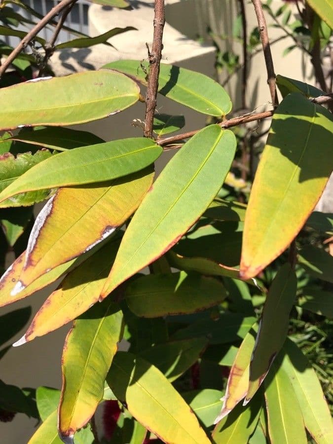 Syzygium 7