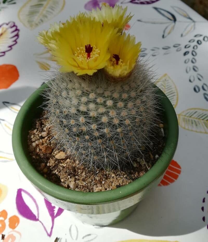 Parodia 7